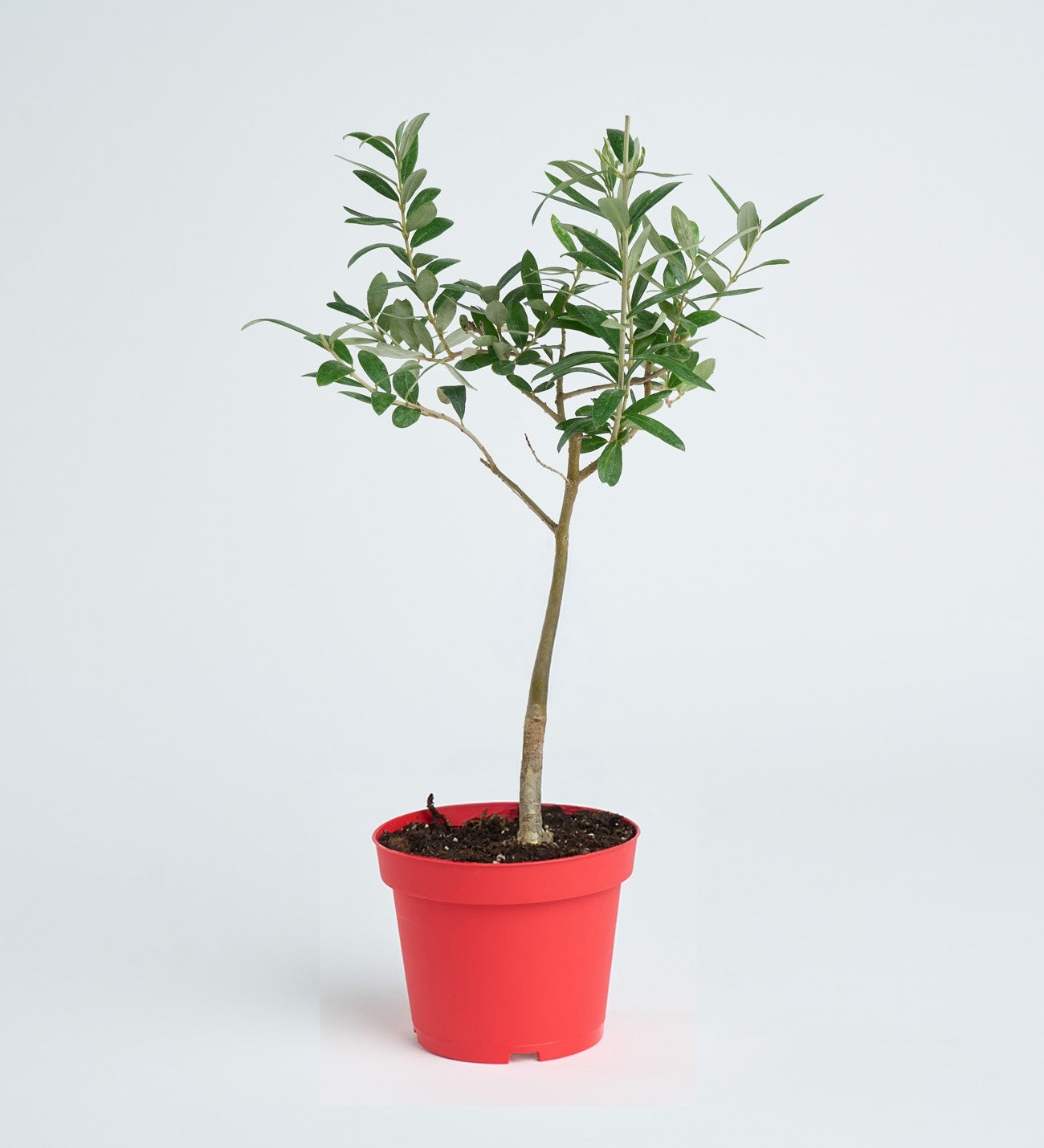 bonsai zeytin ağacı Zeytin Ağacı Bonsai – Çiçeksepeti Dükkan