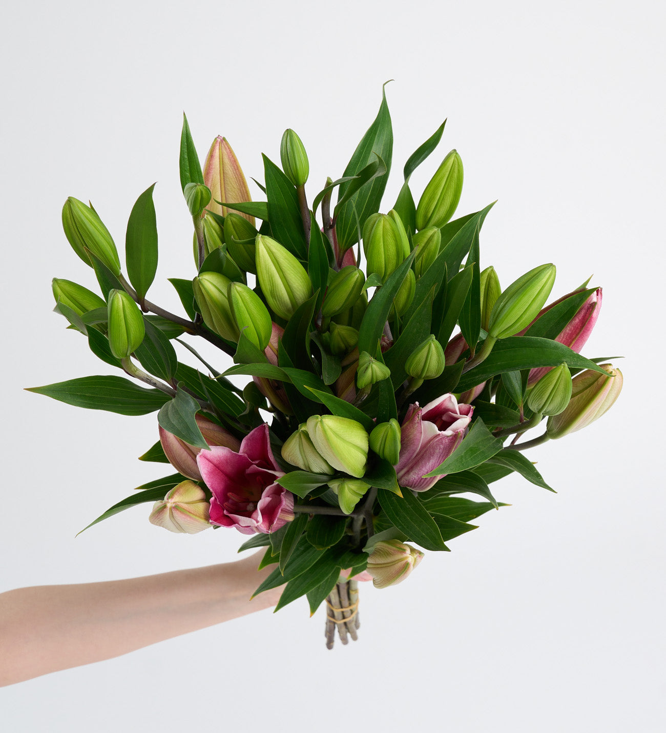 Pembe Lilyum - Kesme