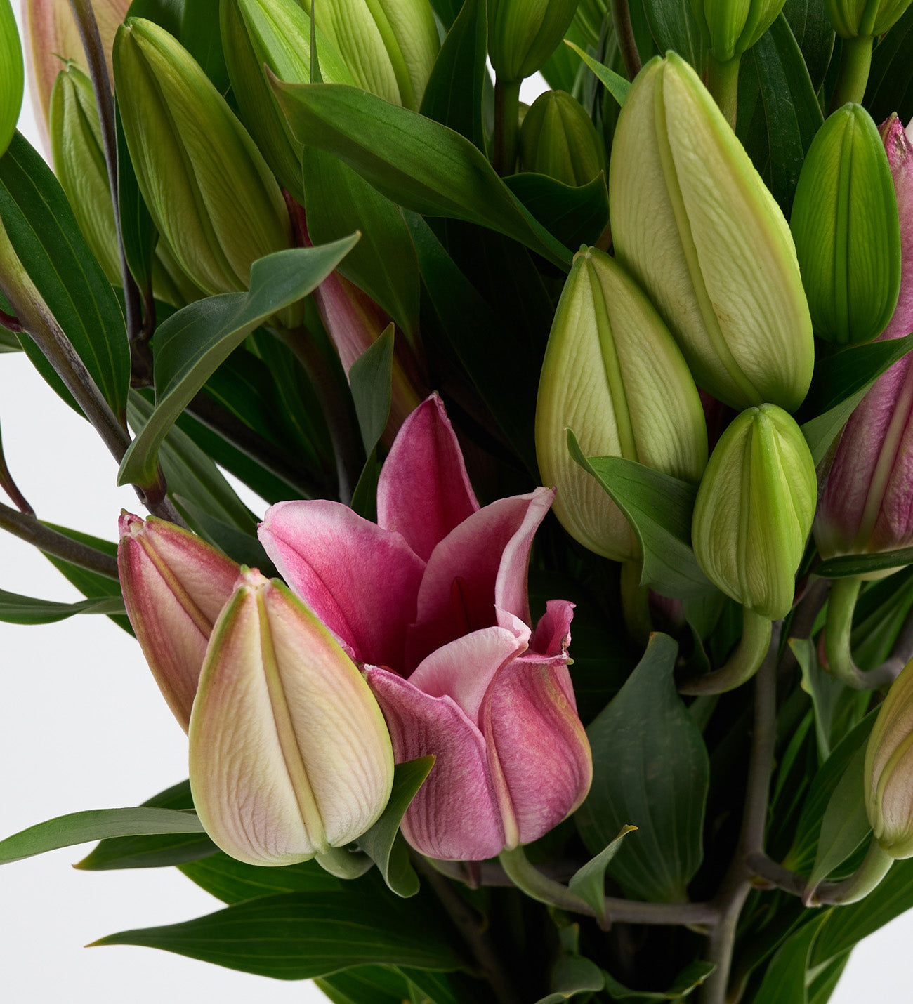 Pembe Lilyum - Kesme