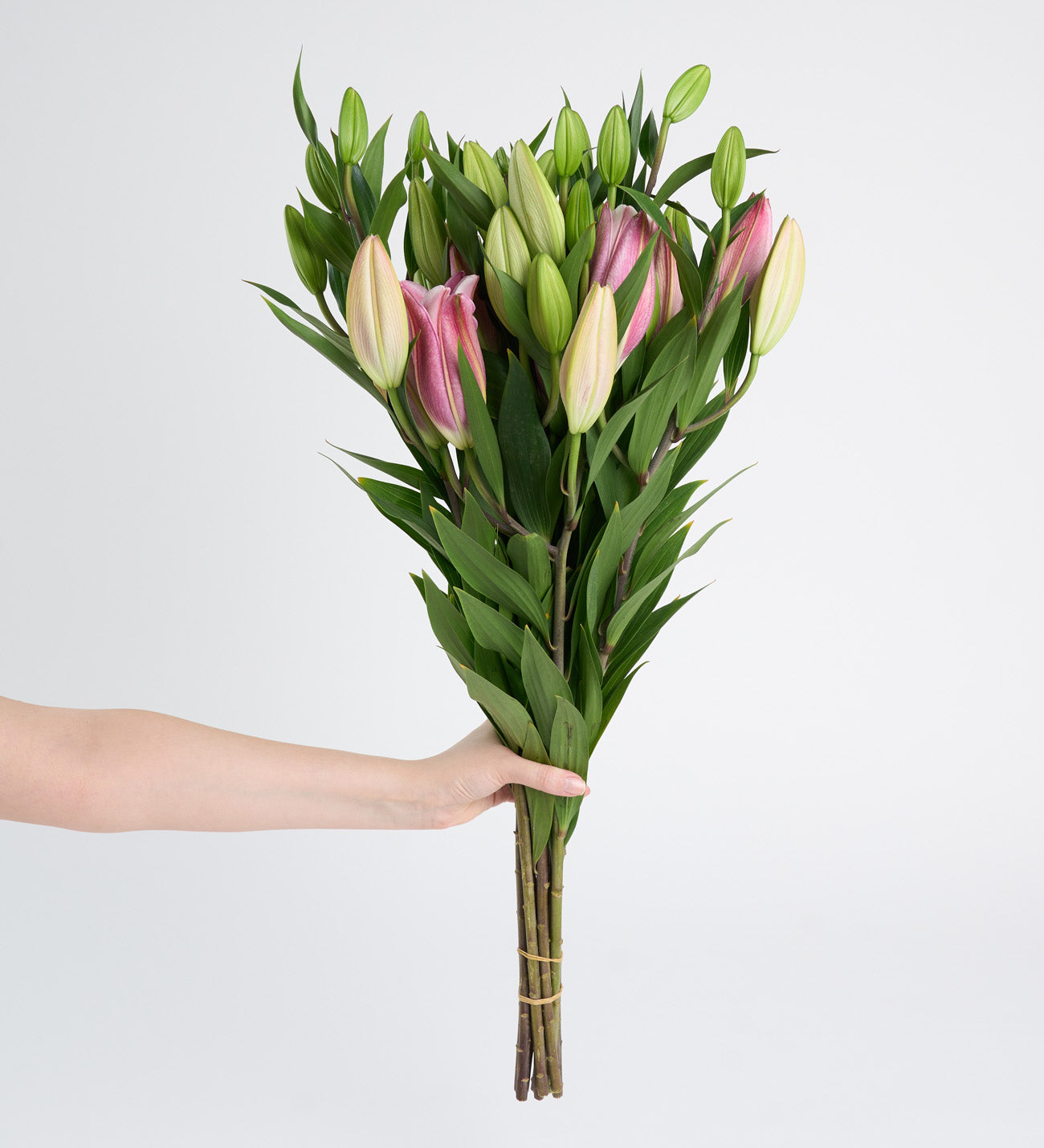 Pembe Lilyum - Kesme