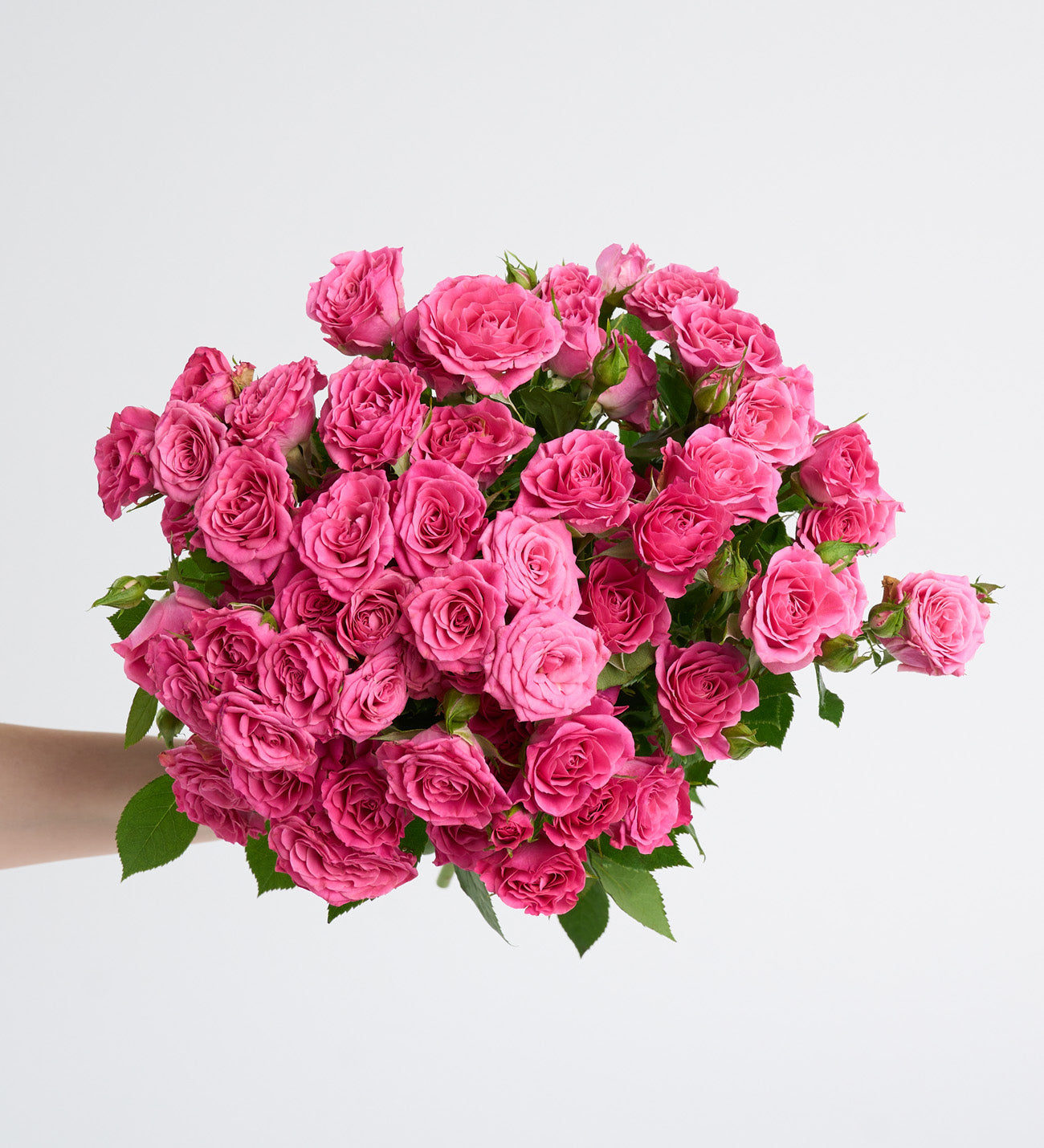 Pembe Çardak Gül