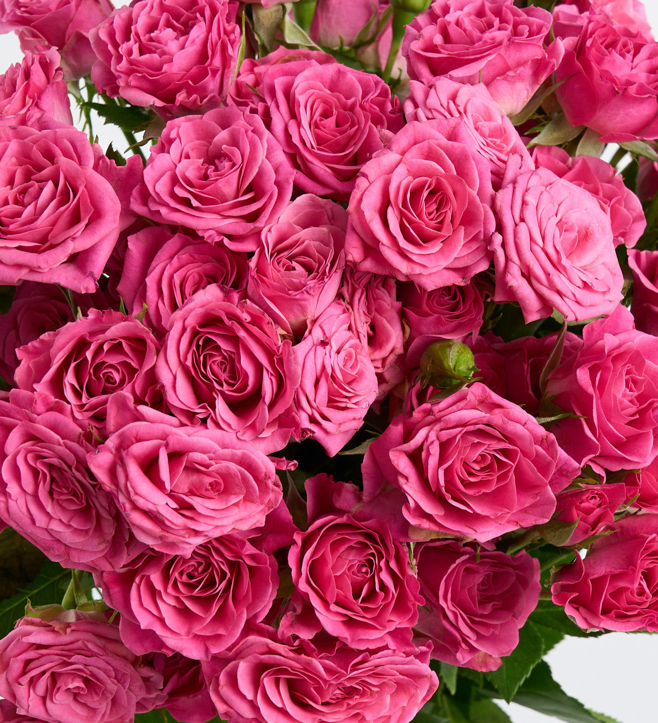 Pembe Çardak Gül