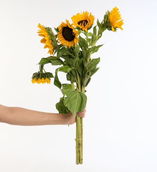 Ayçiçeği ( Helianthus )- Kesme