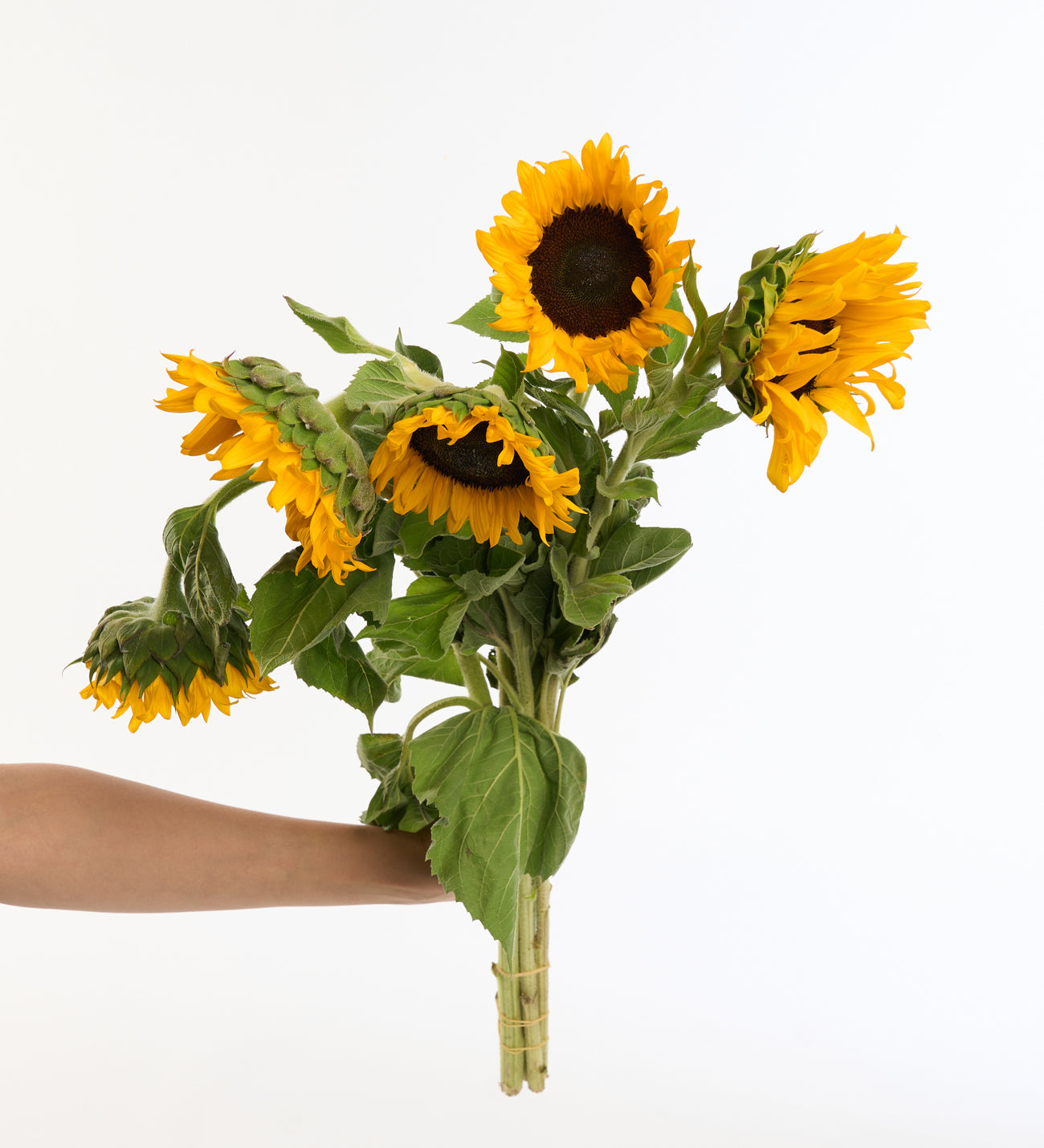 Ayçiçeği ( Helianthus )- Kesme