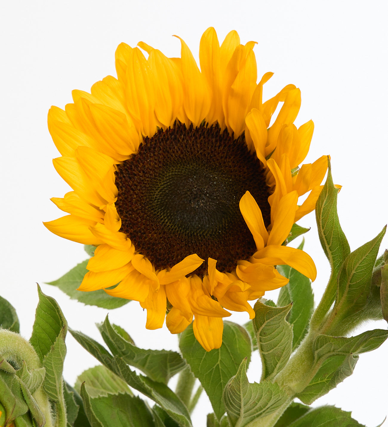 Ayçiçeği ( Helianthus )- Kesme