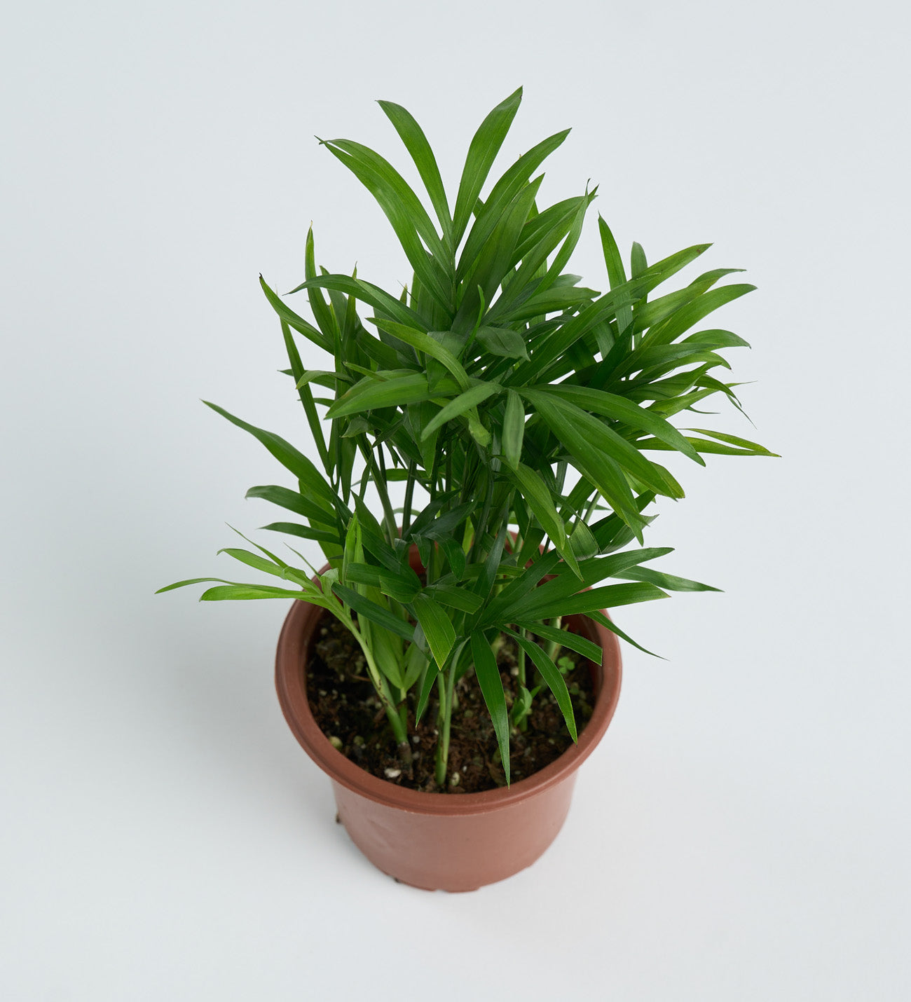 Chamdora Elegans 8,5 Cm - (Saksı Bitkisi)