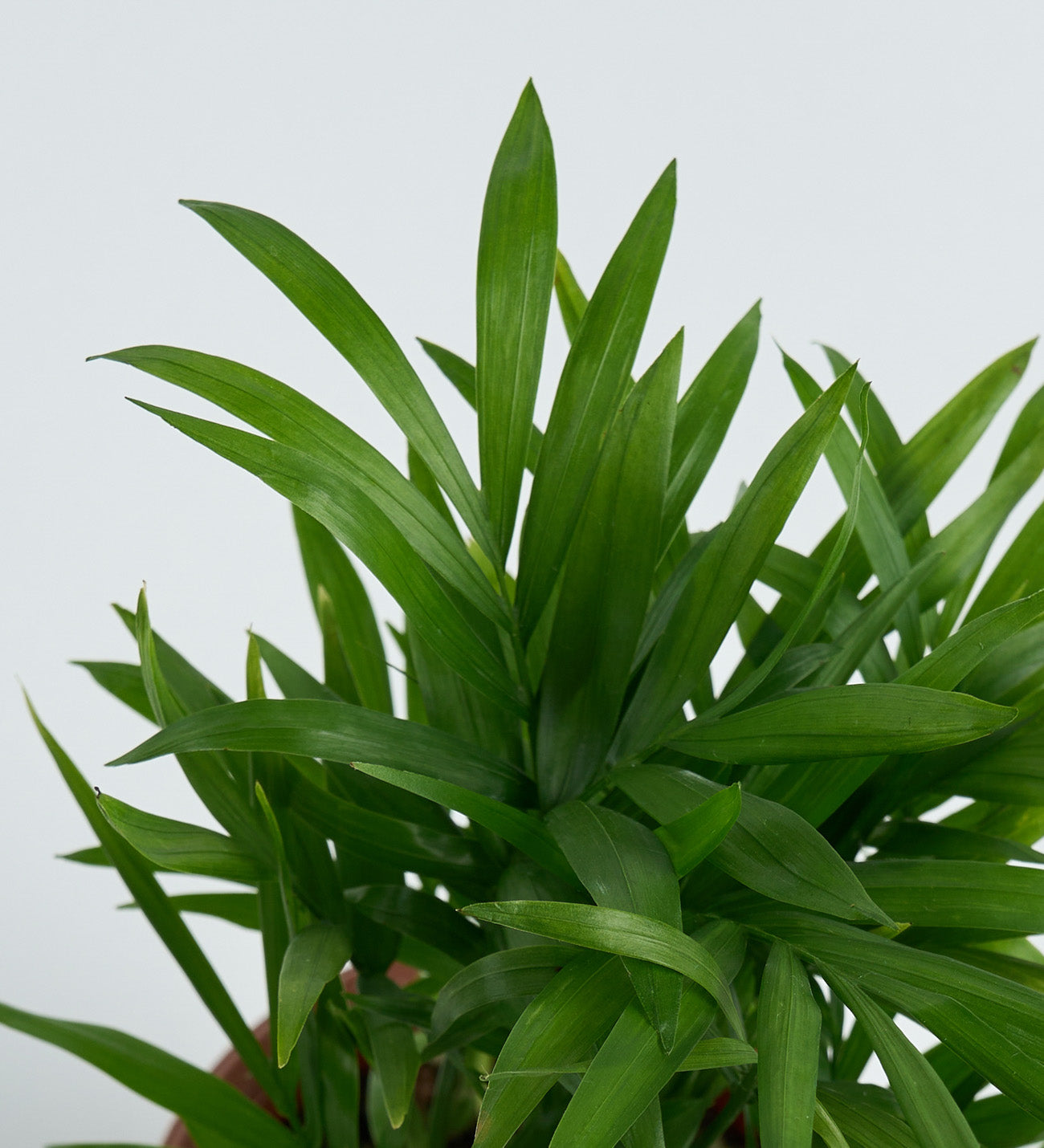 Chamdora Elegans 8,5 Cm - (Saksı Bitkisi)