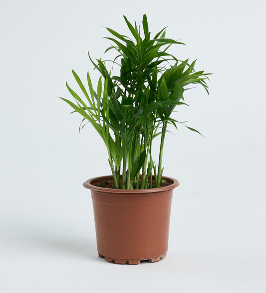 Chamdora Elegans 8,5 Cm - (Saksı Bitkisi)
