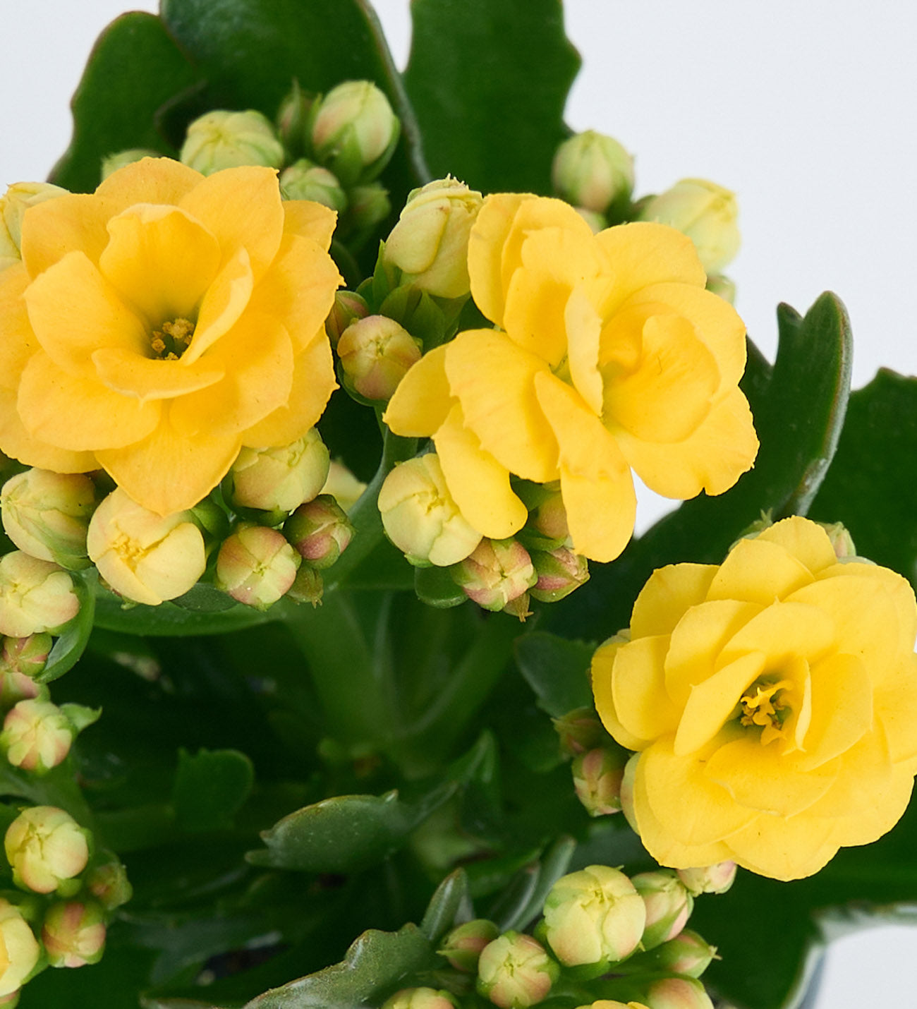 Kalanchoe sarı 5,5 cm mini