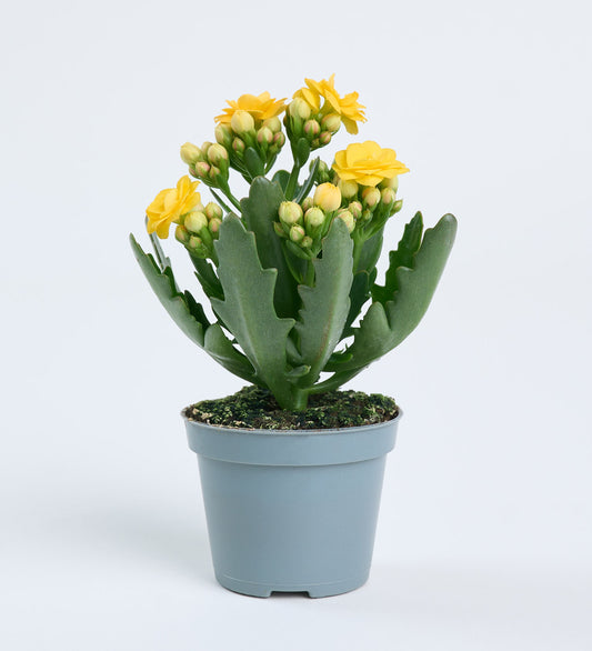 Kalanchoe sarı 5,5 cm mini
