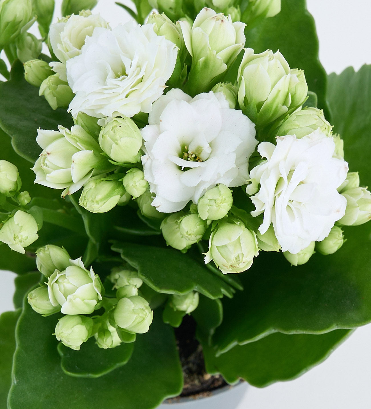 Kalanchoe beyaz 5,5 cm mini