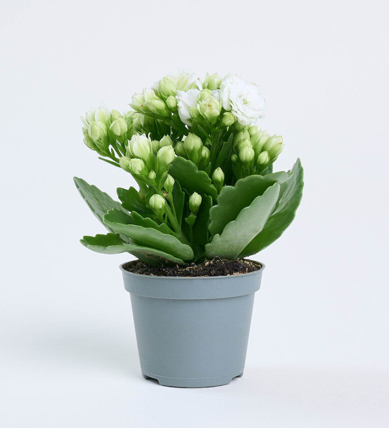 Kalanchoe beyaz 5,5 cm mini