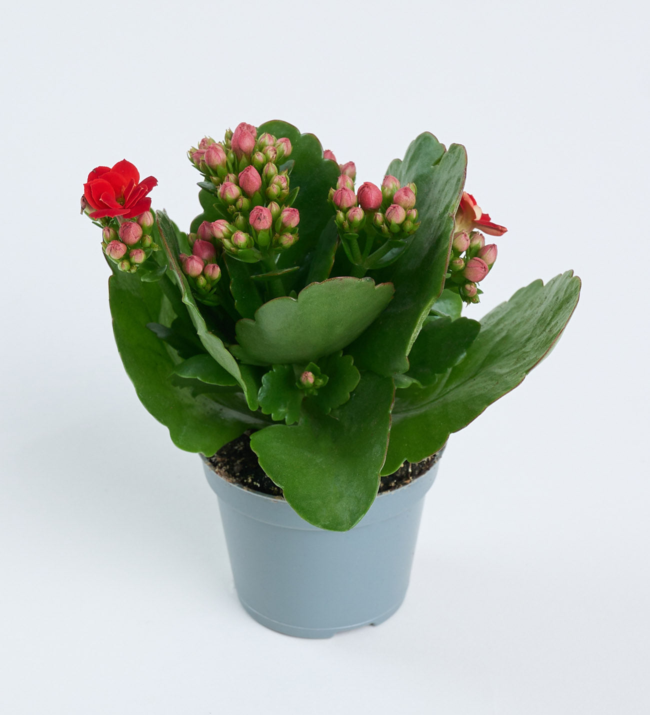 Kalanchoe pembe 5,5 cm mini