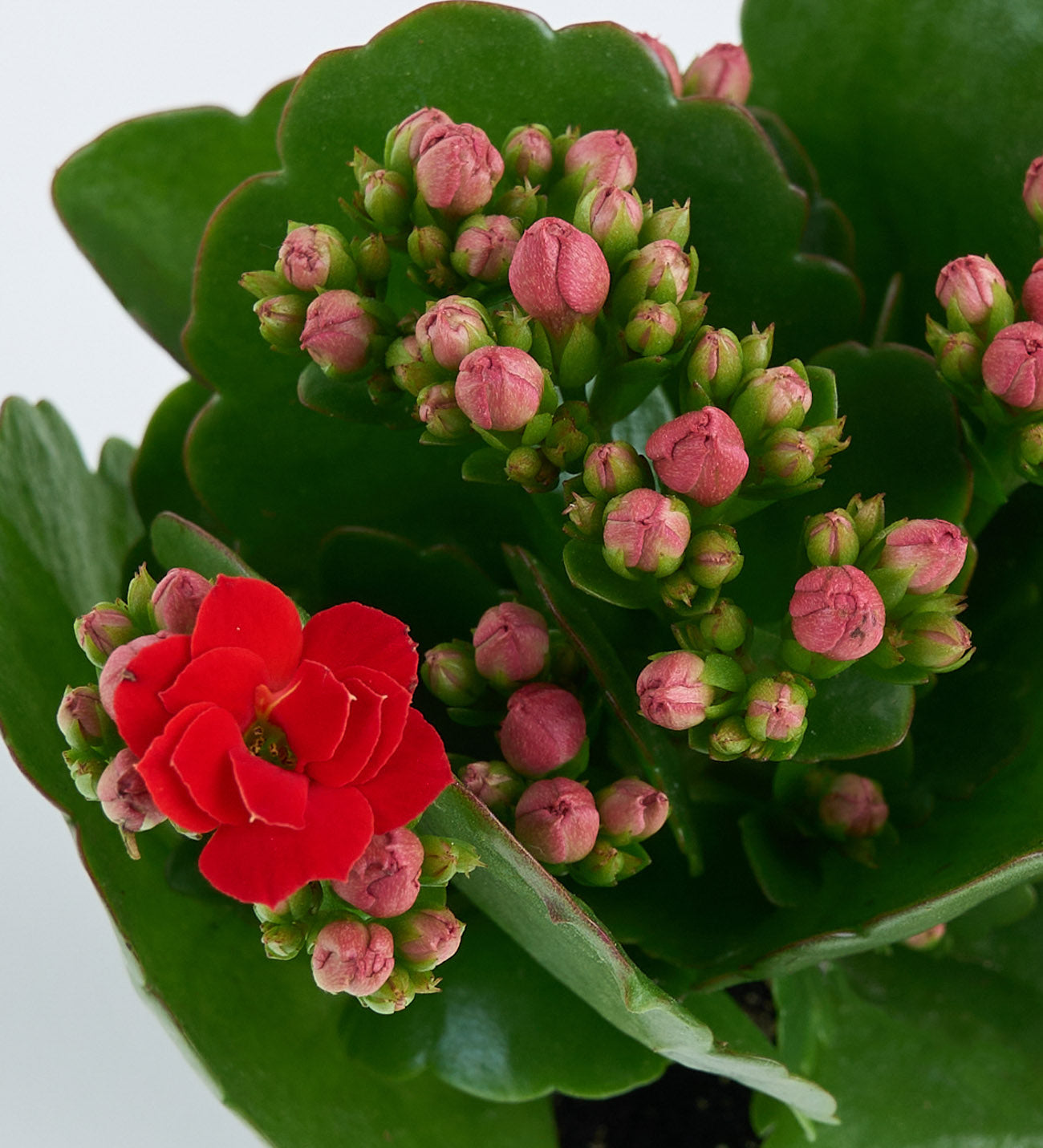 Kalanchoe pembe 5,5 cm mini