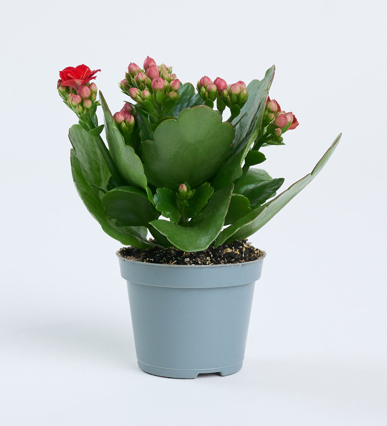 Kalanchoe pembe 5,5 cm mini