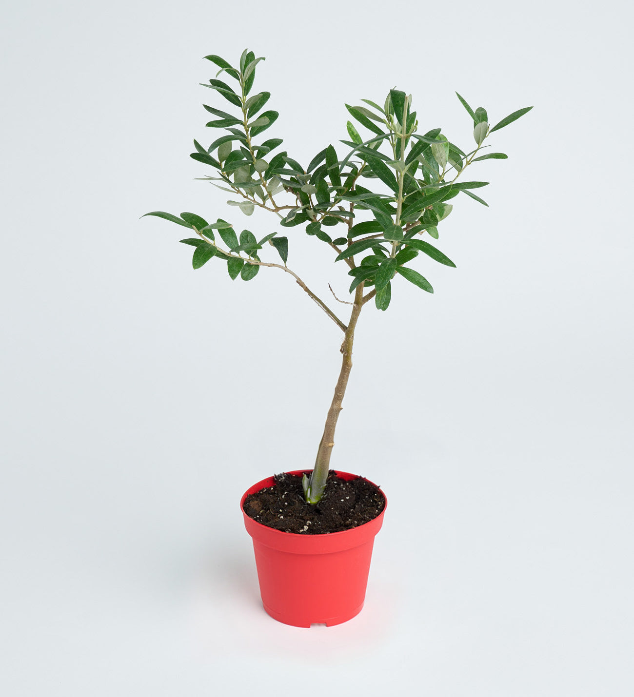 Zeytin Ağacı Bonsai- (Saksı Bitkisi)