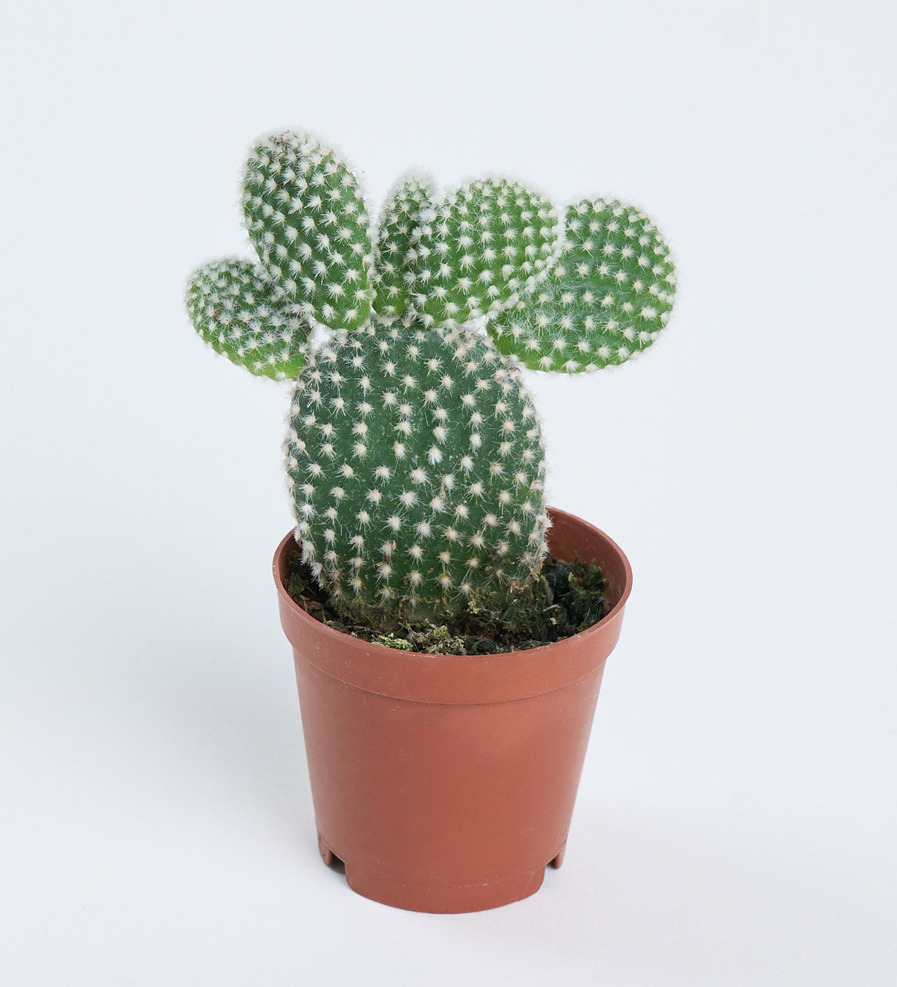 Opuntia microdasys 'Albispina' 5,5