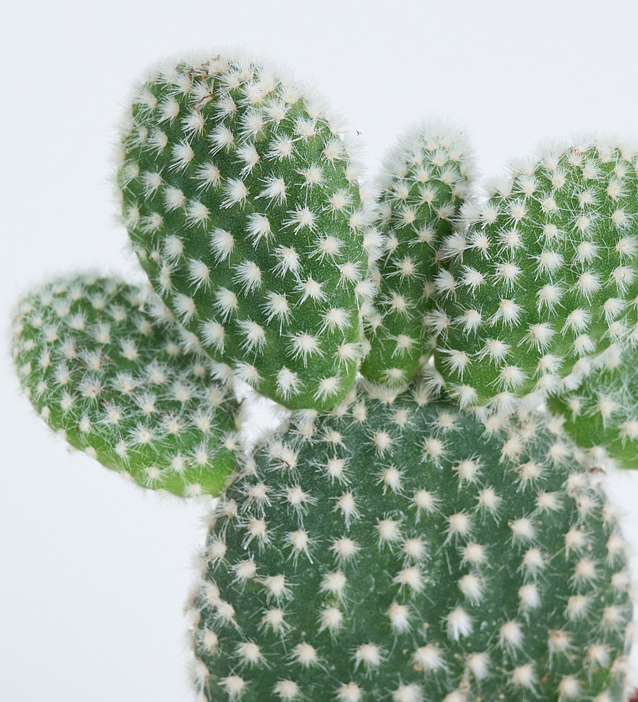 Opuntia microdasys 'Albispina' 5,5
