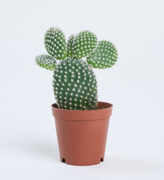 Opuntia microdasys 'Albispina' 5,5