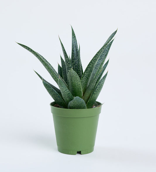 Haworthia Limifolia 5,5