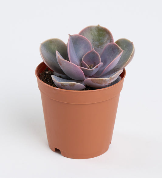 Echeveria Perle Von Nurnberg 5,5