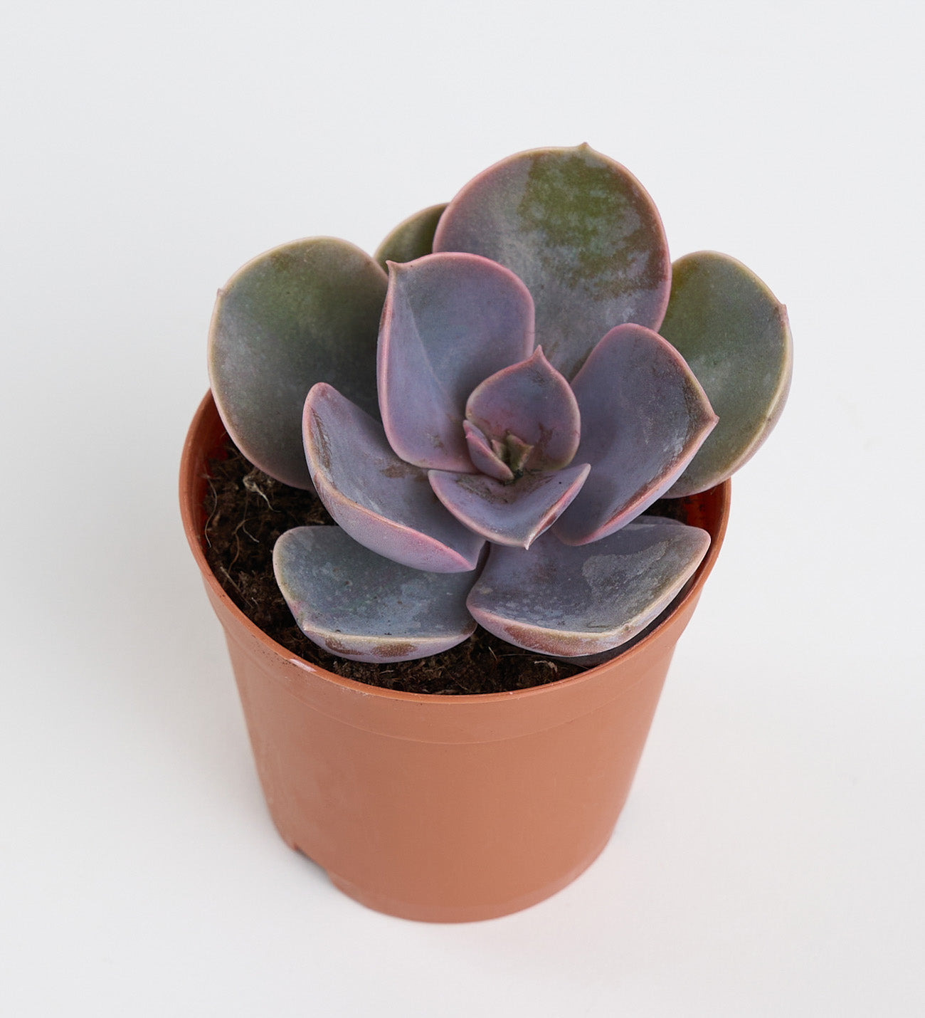 Echeveria Perle Von Nurnberg 5,5 – Çiçeksepeti Dükkan